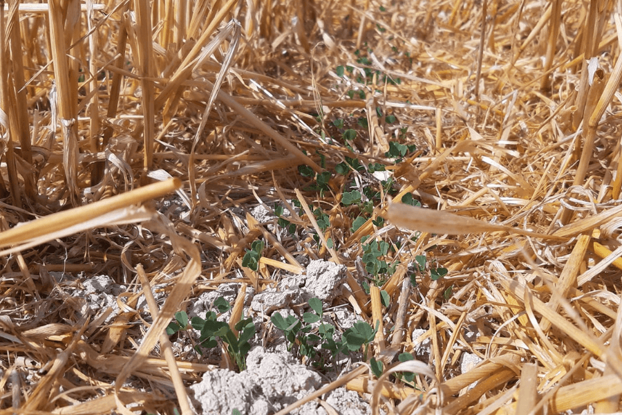 agro-ecologie-pates